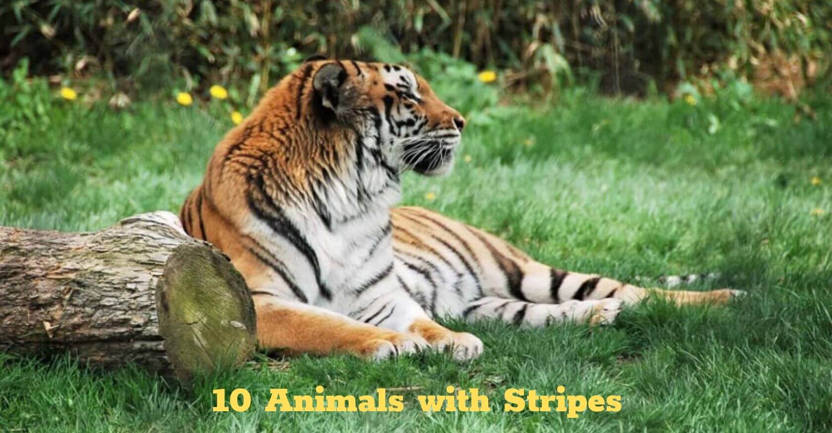 10 Animals with Stripes 